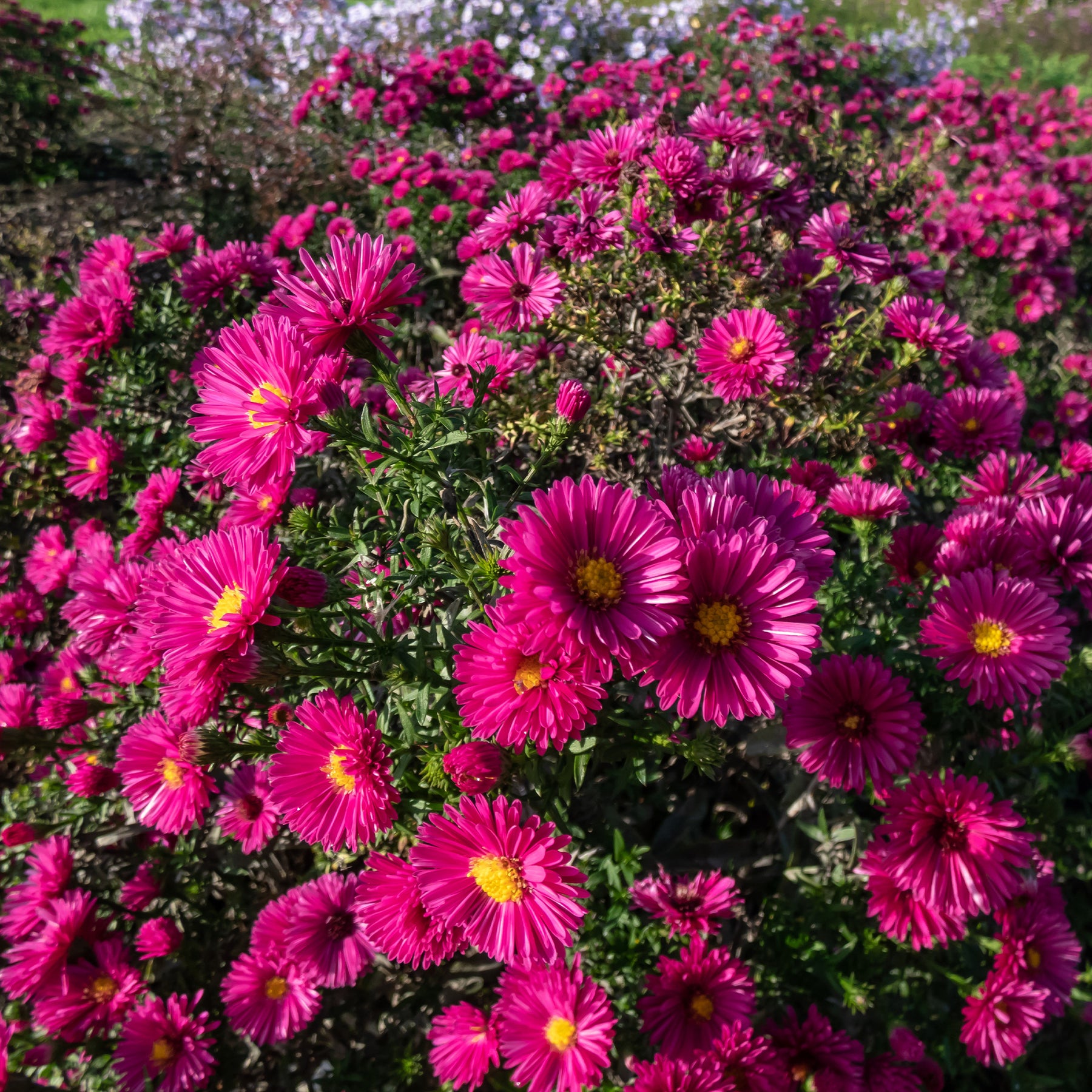 Aster nain d'automne Jenny - Aster dumosus jenny - Willemse