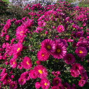 Aster nain d'automne Jenny - Aster dumosus jenny - Willemse