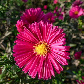 Aster - Aster nain d'automne Jenny - Aster dumosus jenny