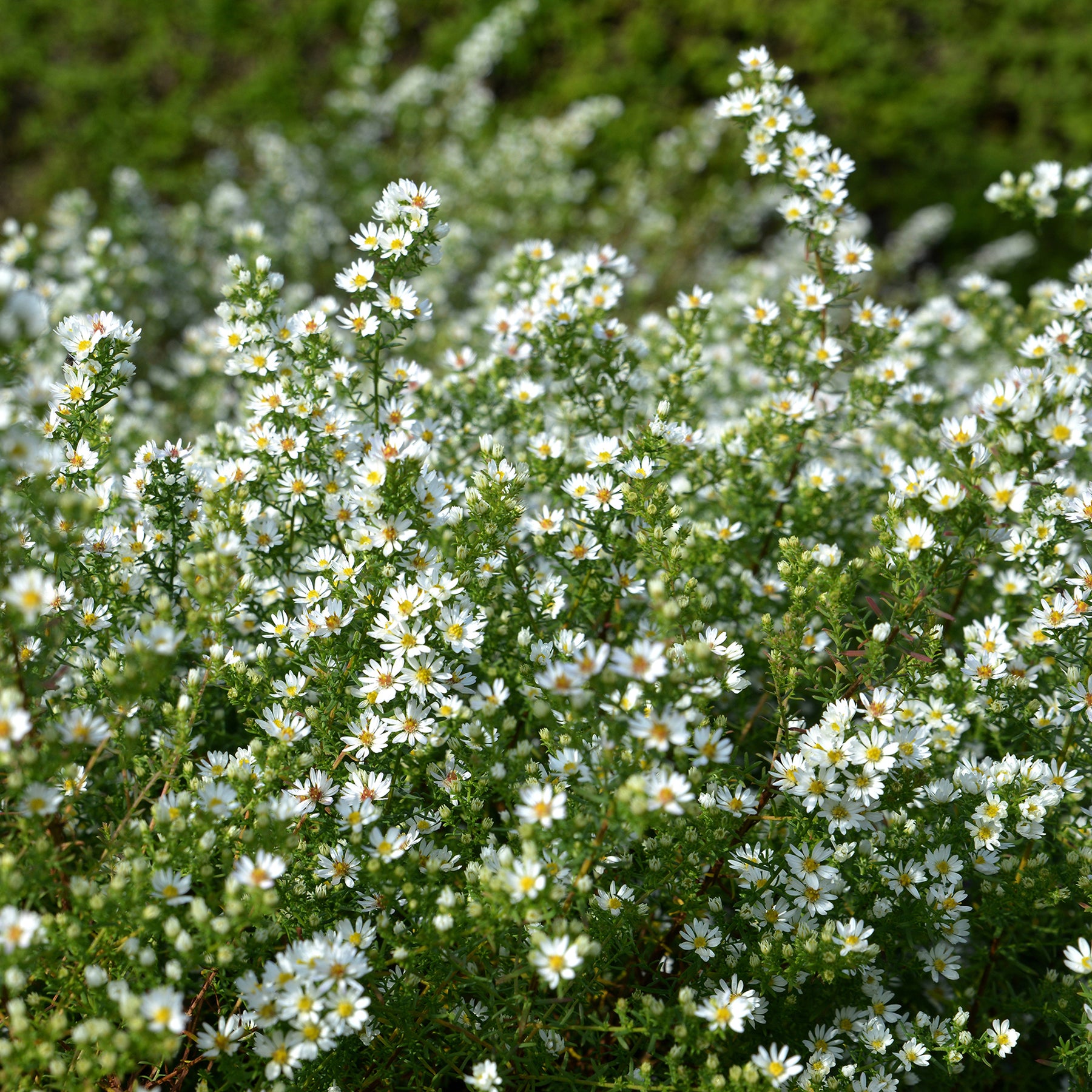 3 Astères éricoïdes Snowflurry