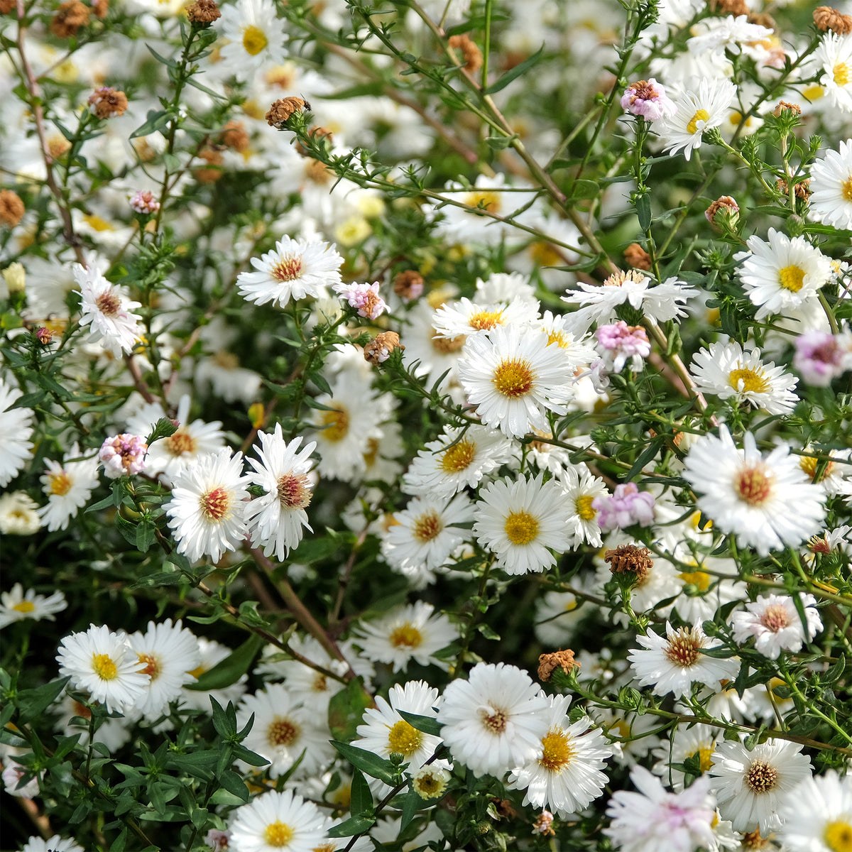 Aster grand d'automne White Lady - Willemse