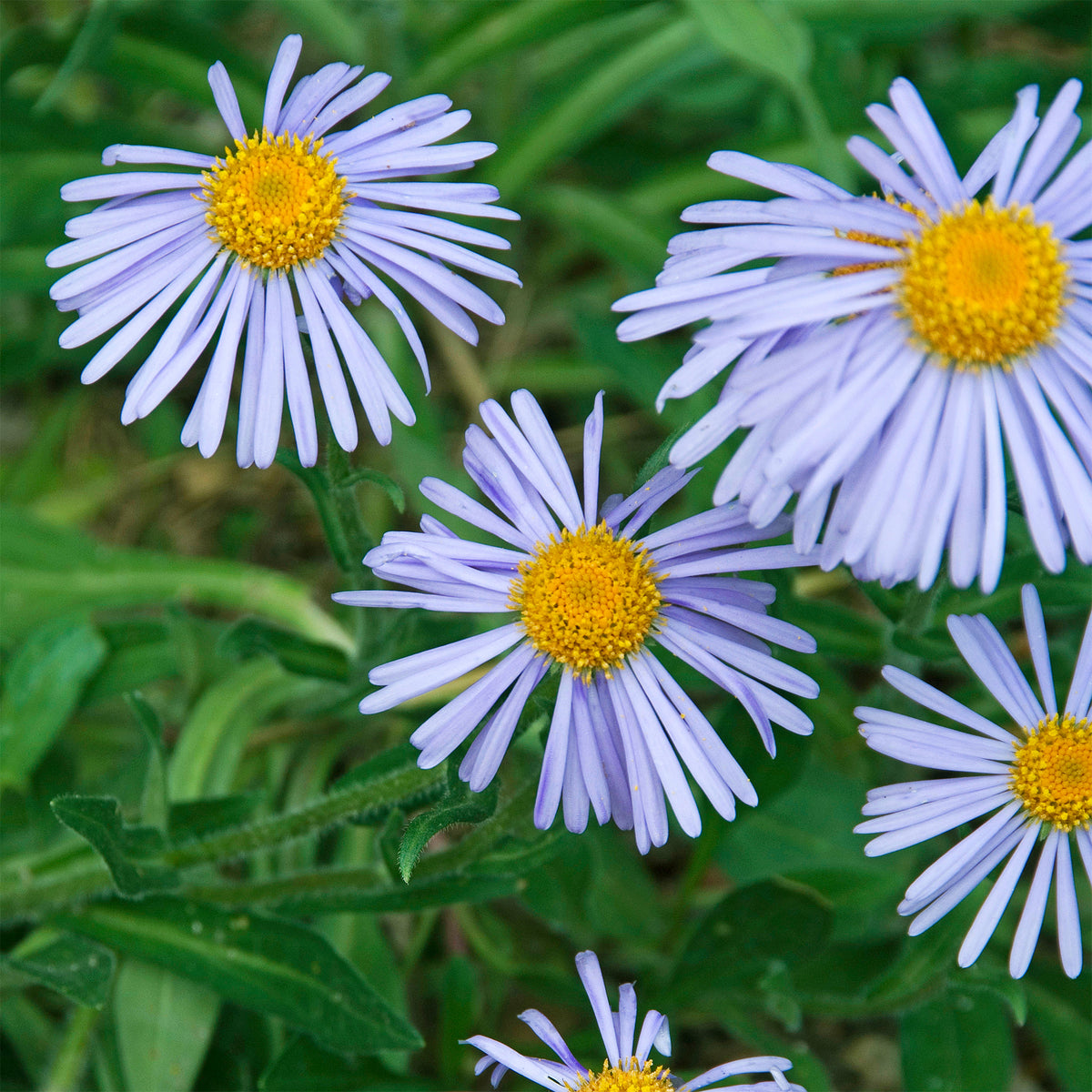 Aster de printemps Wartburgstern - Willemse