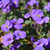 3 Aubriètes Cascade Purple