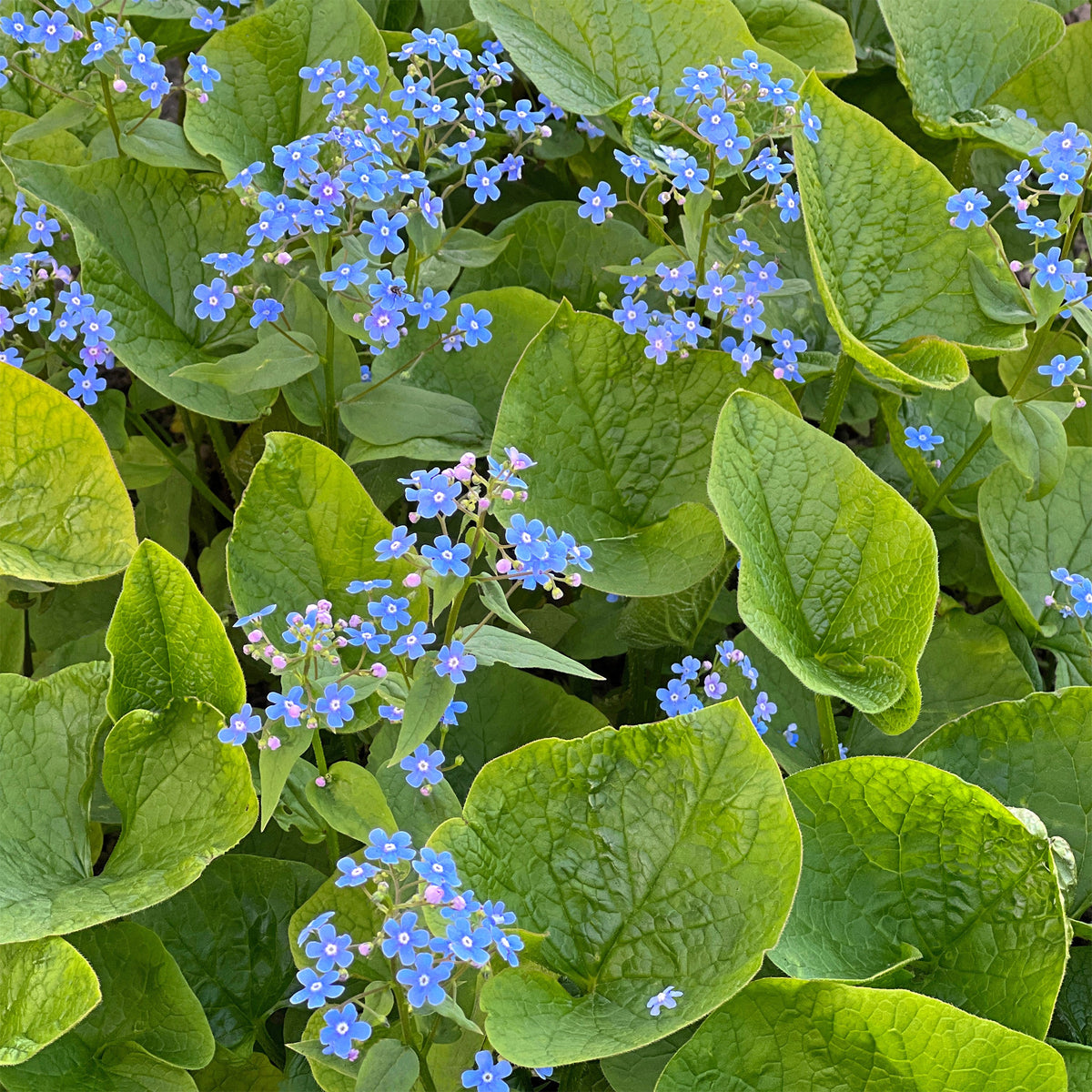 Myosotis du Caucase - Willemse