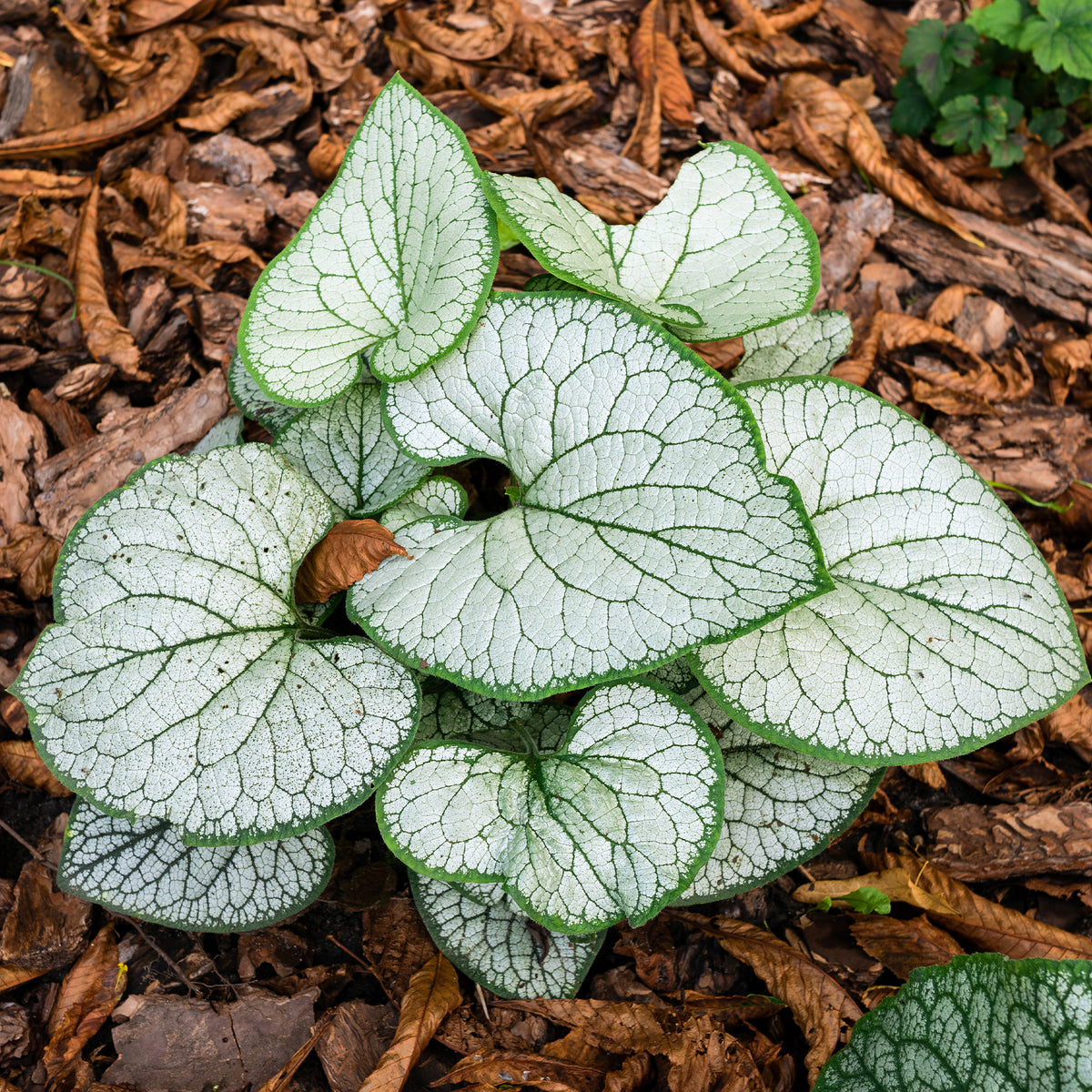 Myosotis du Caucase Silver Heart® - Brunnera macrophylla silver heart - Willemse