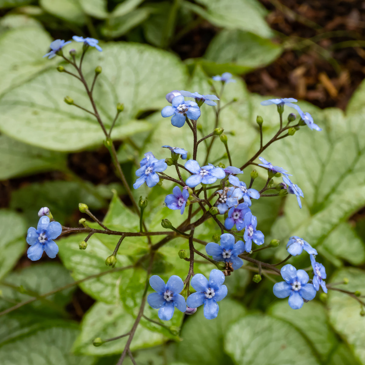 Myosotis du Caucase Silver Heart® - Willemse