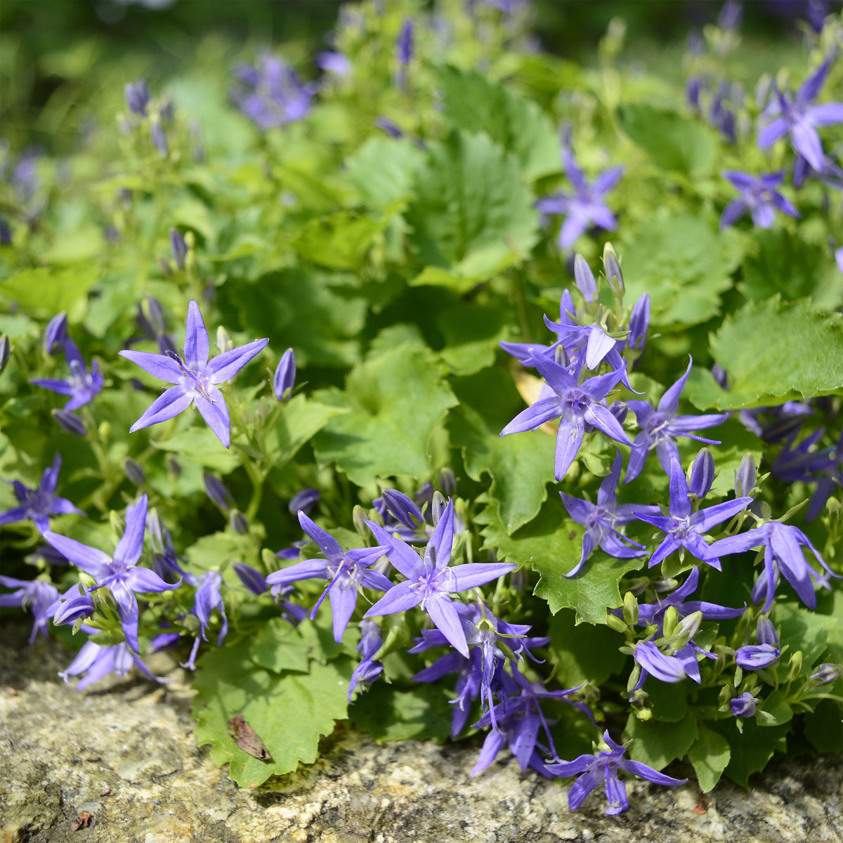 Campanule étoilée - Willemse