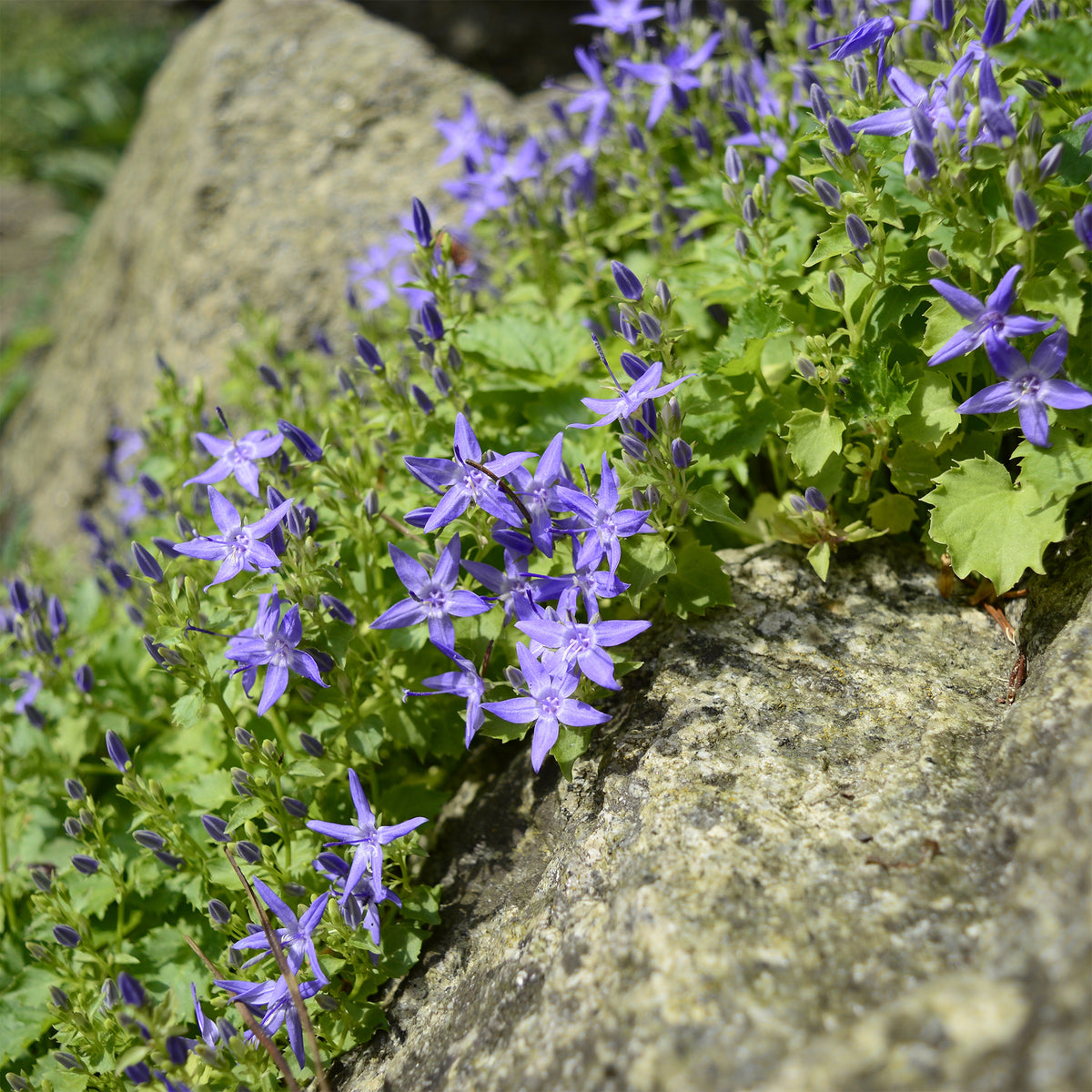 Campanule étoilée - Campanula garganica - Willemse