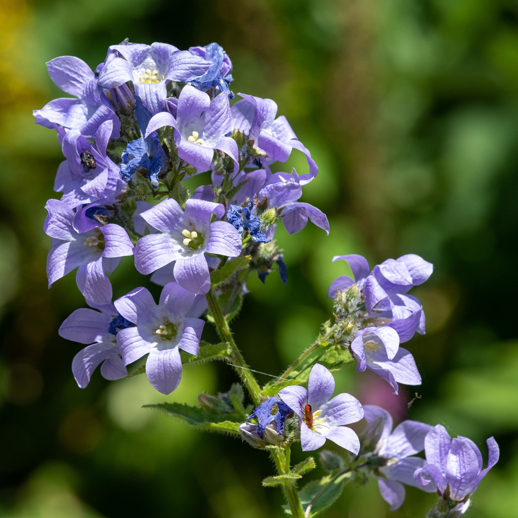 Campanule laiteuse Prichard's Variety