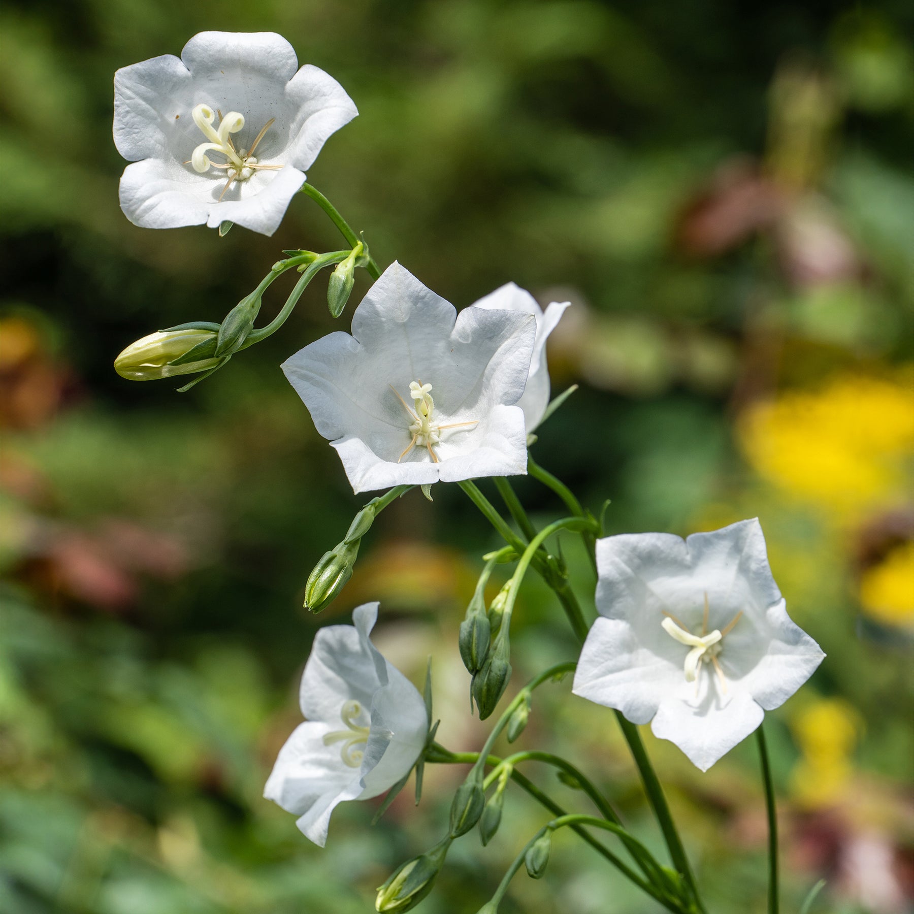 3 Campanules à feuilles de pêcher Alba