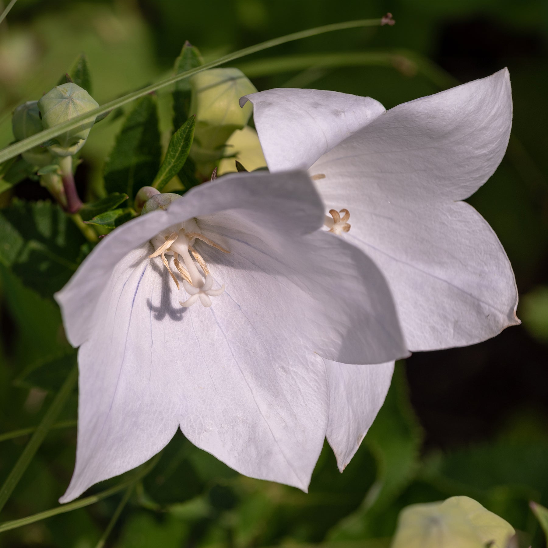 3 Campanules à feuilles de pêcher Alba