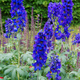 3 Delphiniums belladones Bellamosum