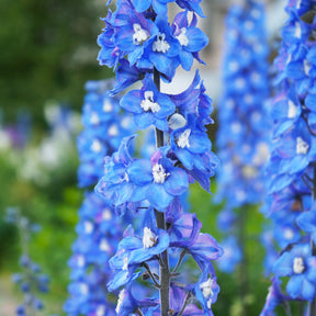 3 Delphiniums géants Blue Bird