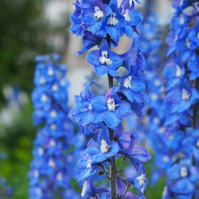 3 Delphiniums géants Blue Bird