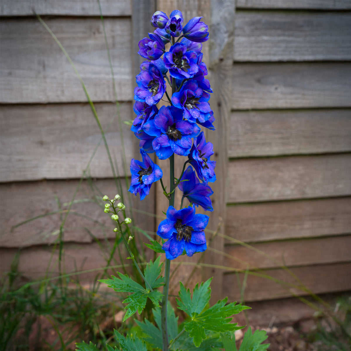 3 Delphiniums géants Black Knight - Willemse