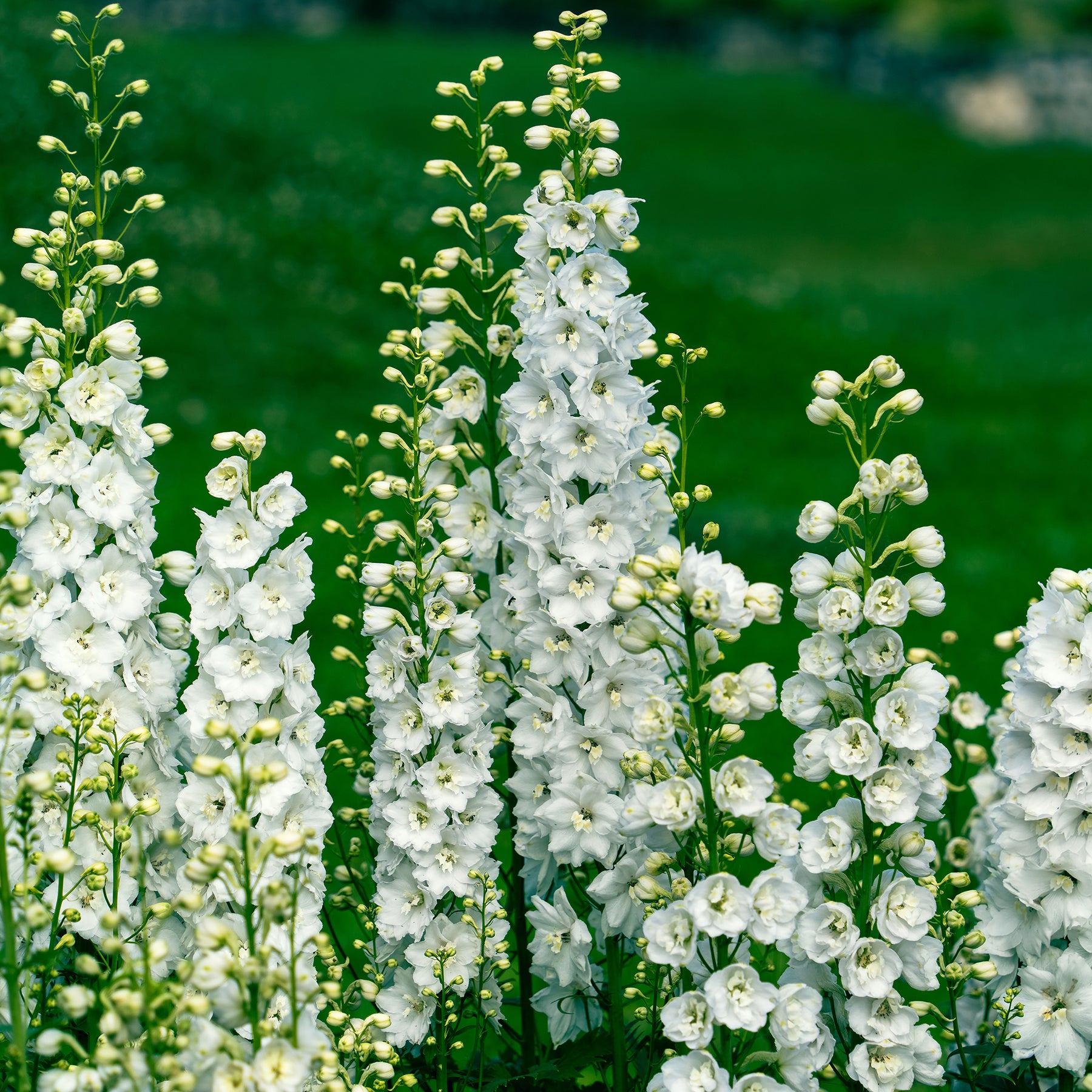 3 Delphiniums géants Galahad