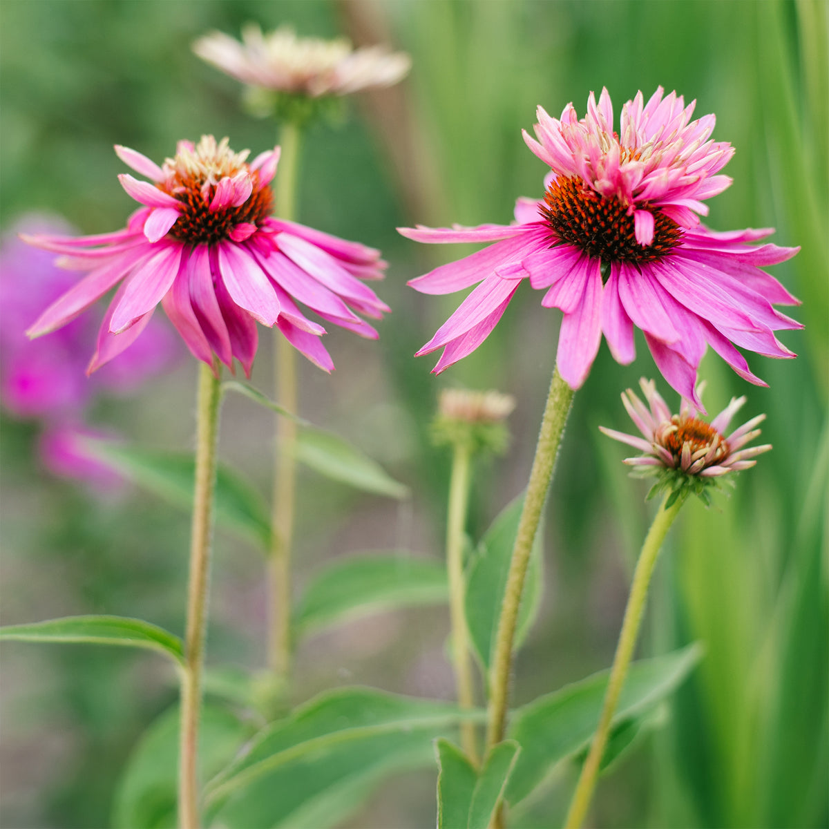 Rudbeckia pourpre Double-Decker - Echinacea - Willemse