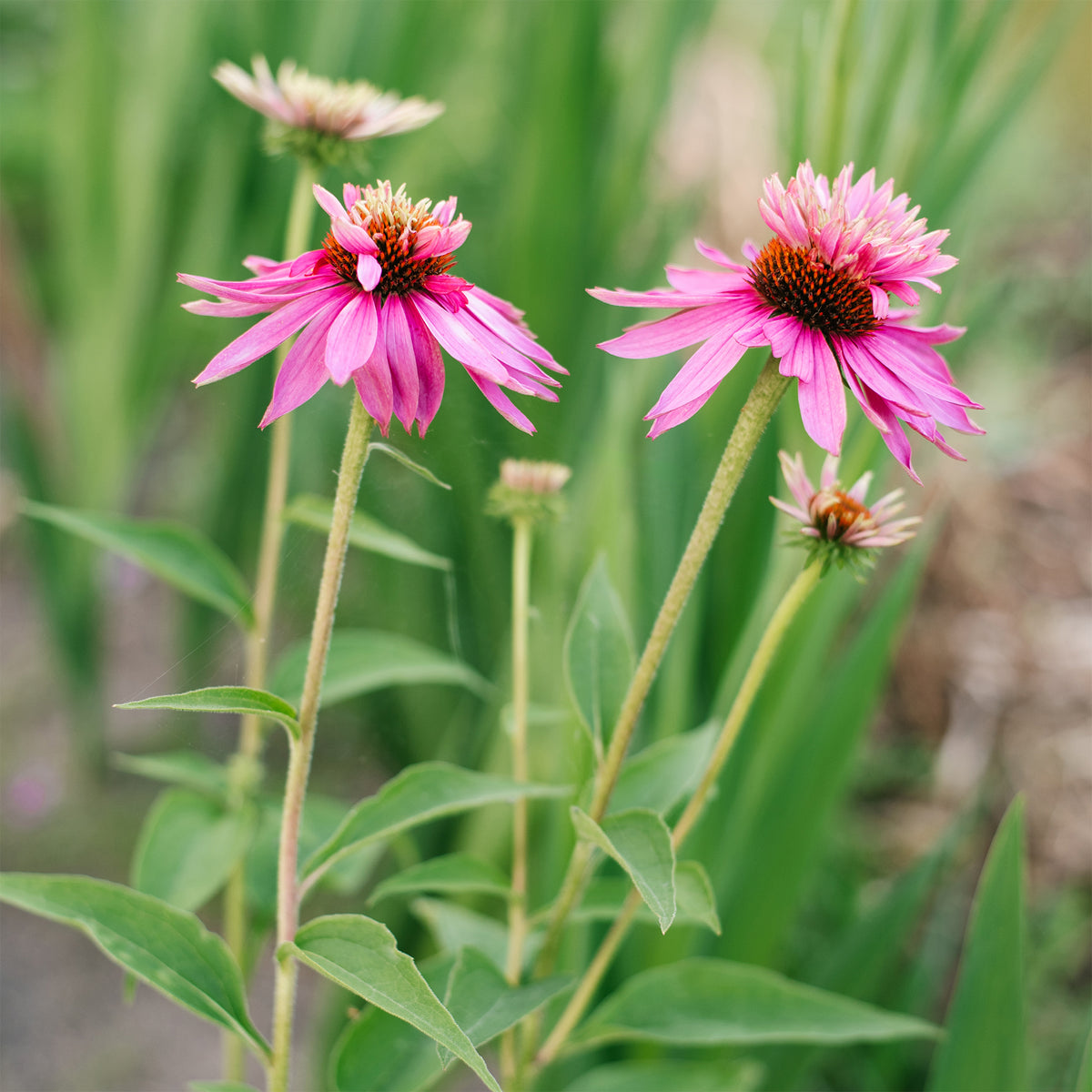 Rudbeckia pourpre Double-Decker - Echinacea - Echinacea purpurea double-decker - Willemse