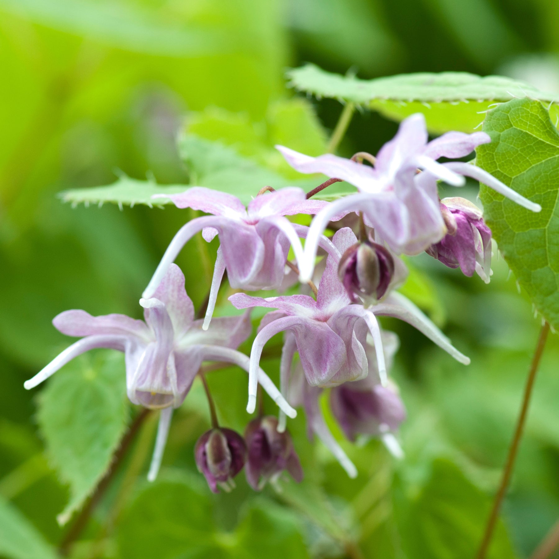 Epimedium à grandes fleurs