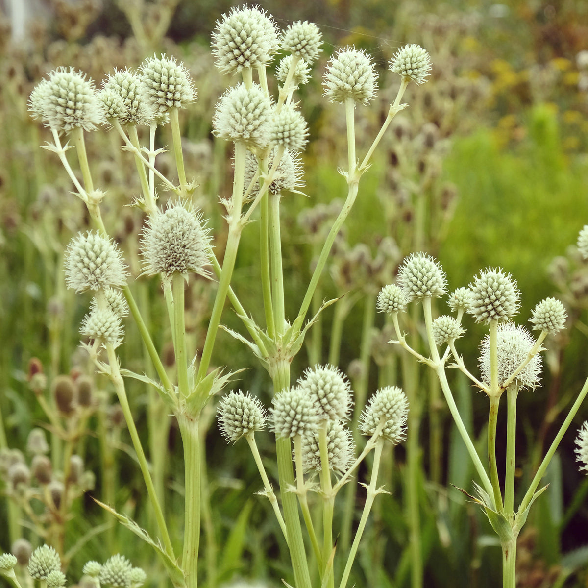 Panicaut à feuilles de yucca - Willemse