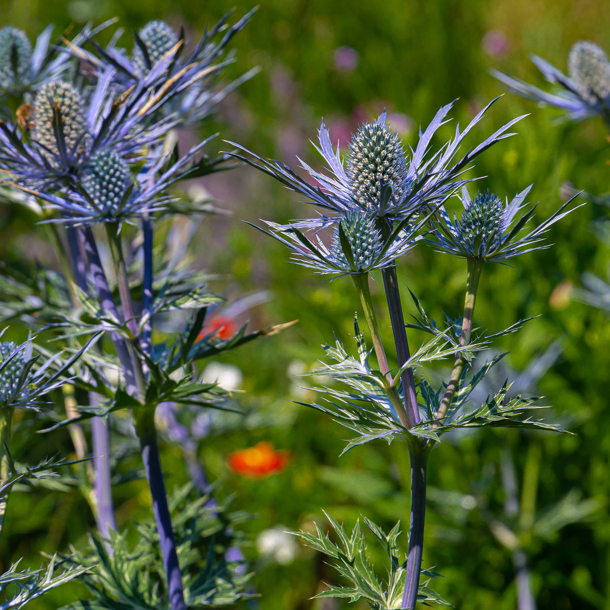 Panicaut maritime Lapis Blue - Willemse