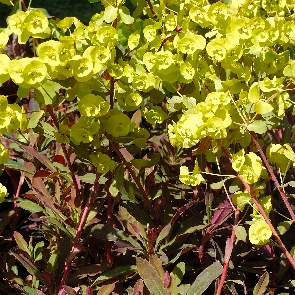 Euphorbe des bois pourpre - Willemse