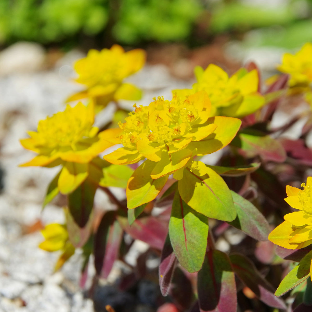 Euphorbe polychrome Purpurea - Willemse