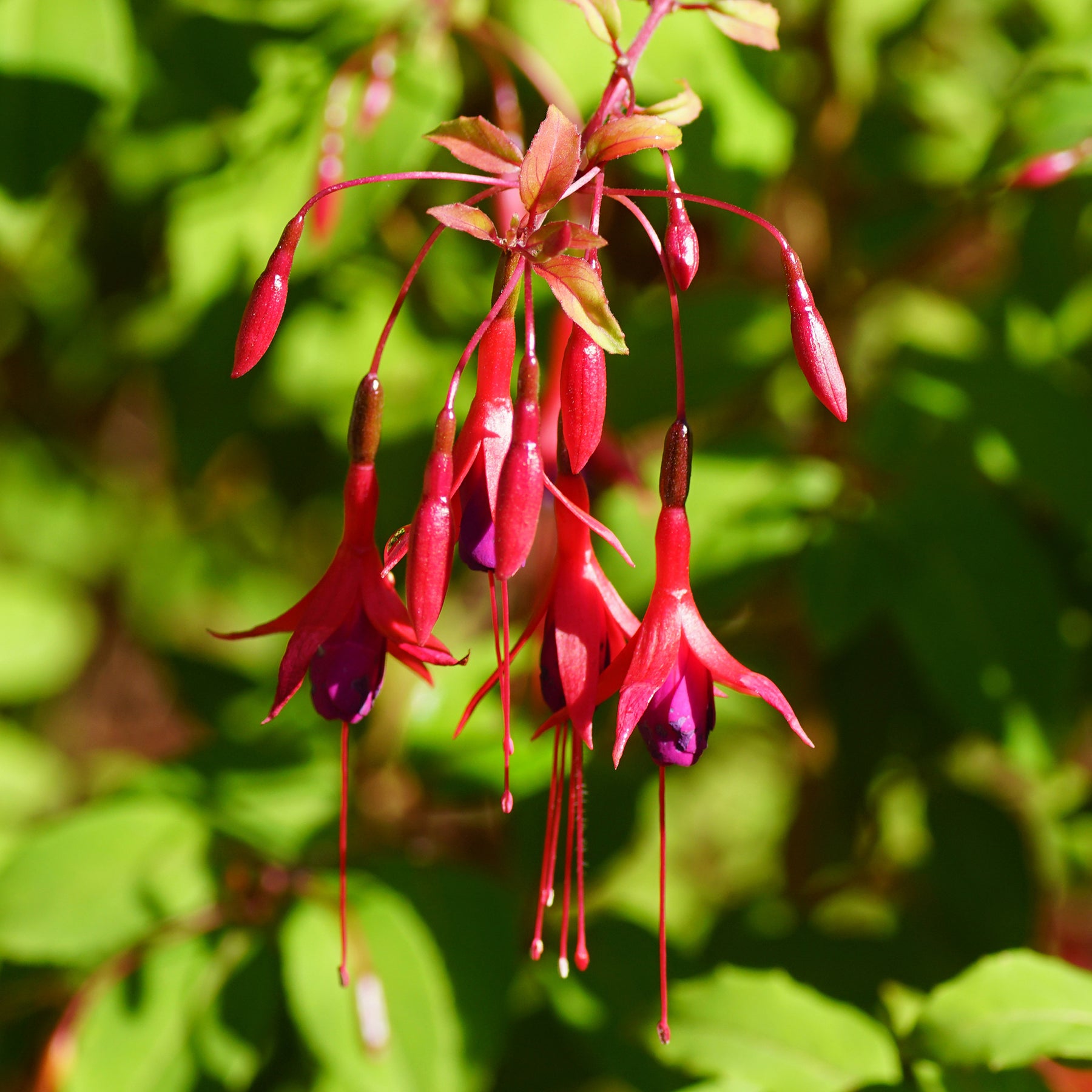 Fuchsia de Magellan Riccartonii