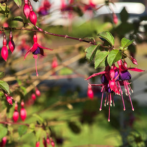 Fuchsia de Magellan Riccartonii