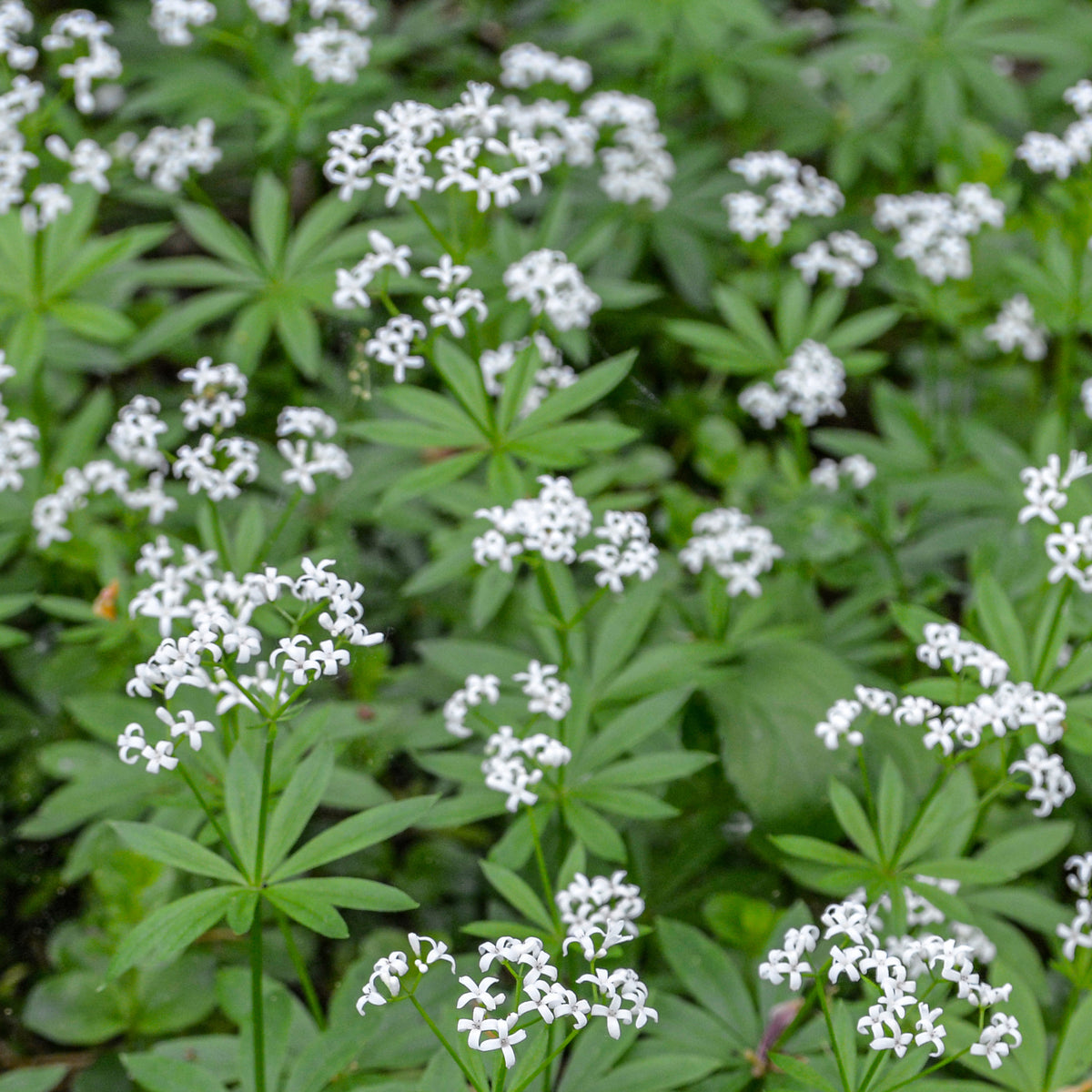 3 Aspérules odorantes - Petits Muguet - Willemse