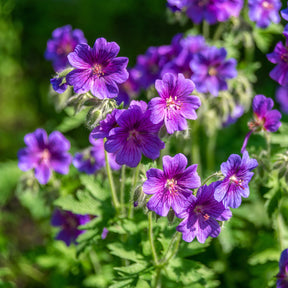 Géranium vivace ibérique