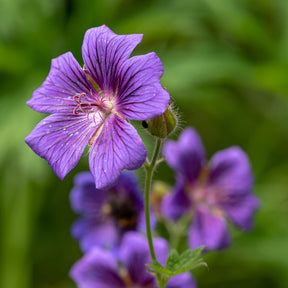 Géranium vivace ibérique