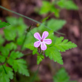 Géranium Herbe à Robert