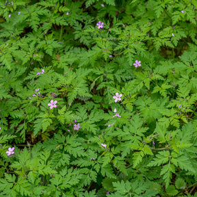 Géranium Herbe à Robert