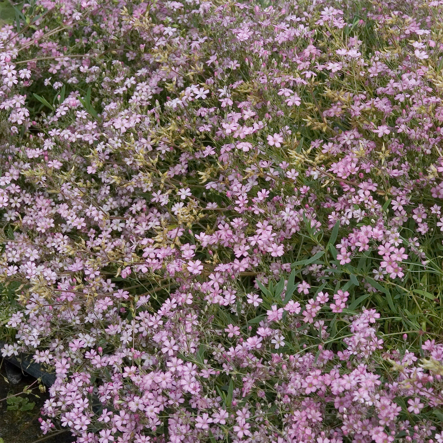 Vente 3 Gypsophiles rampant Rosea - Gypsophila repens Rosea