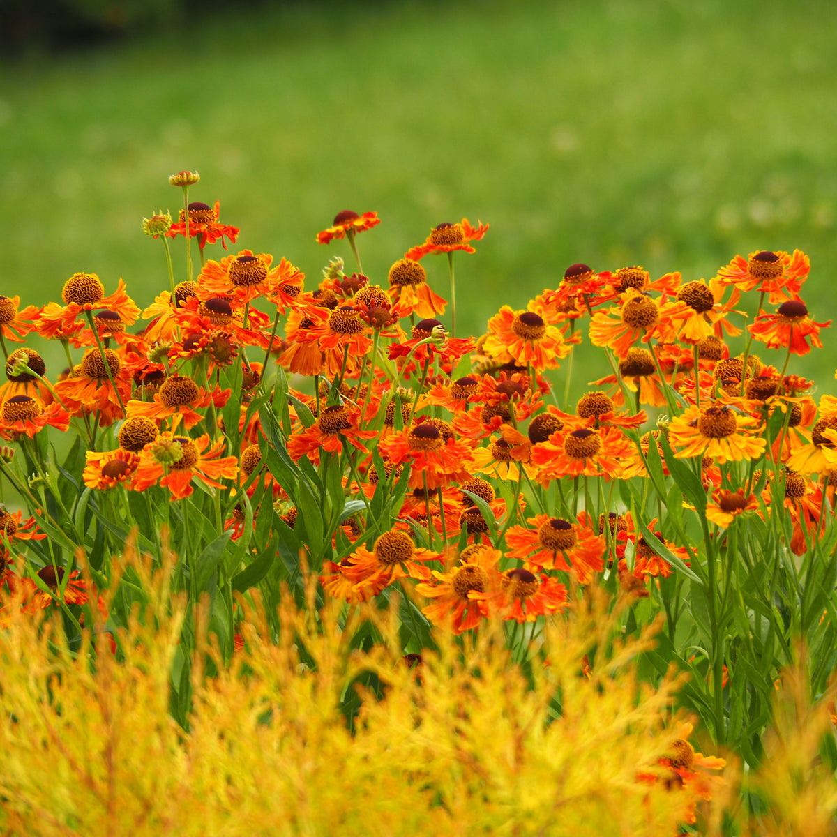 Hélénie Waltraut - Helenium waltraut - Willemse