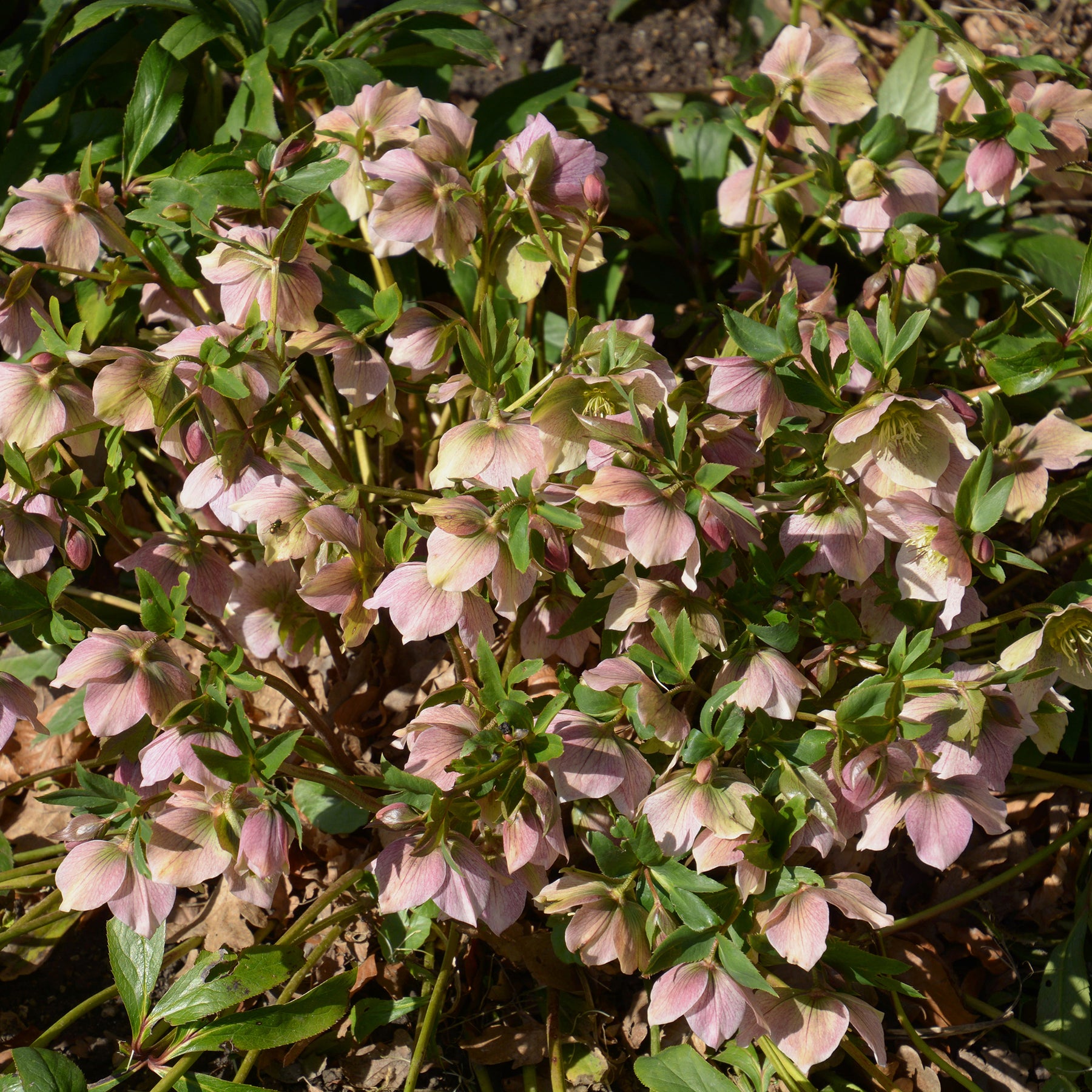 Héllébore d'Orient Pink Lady