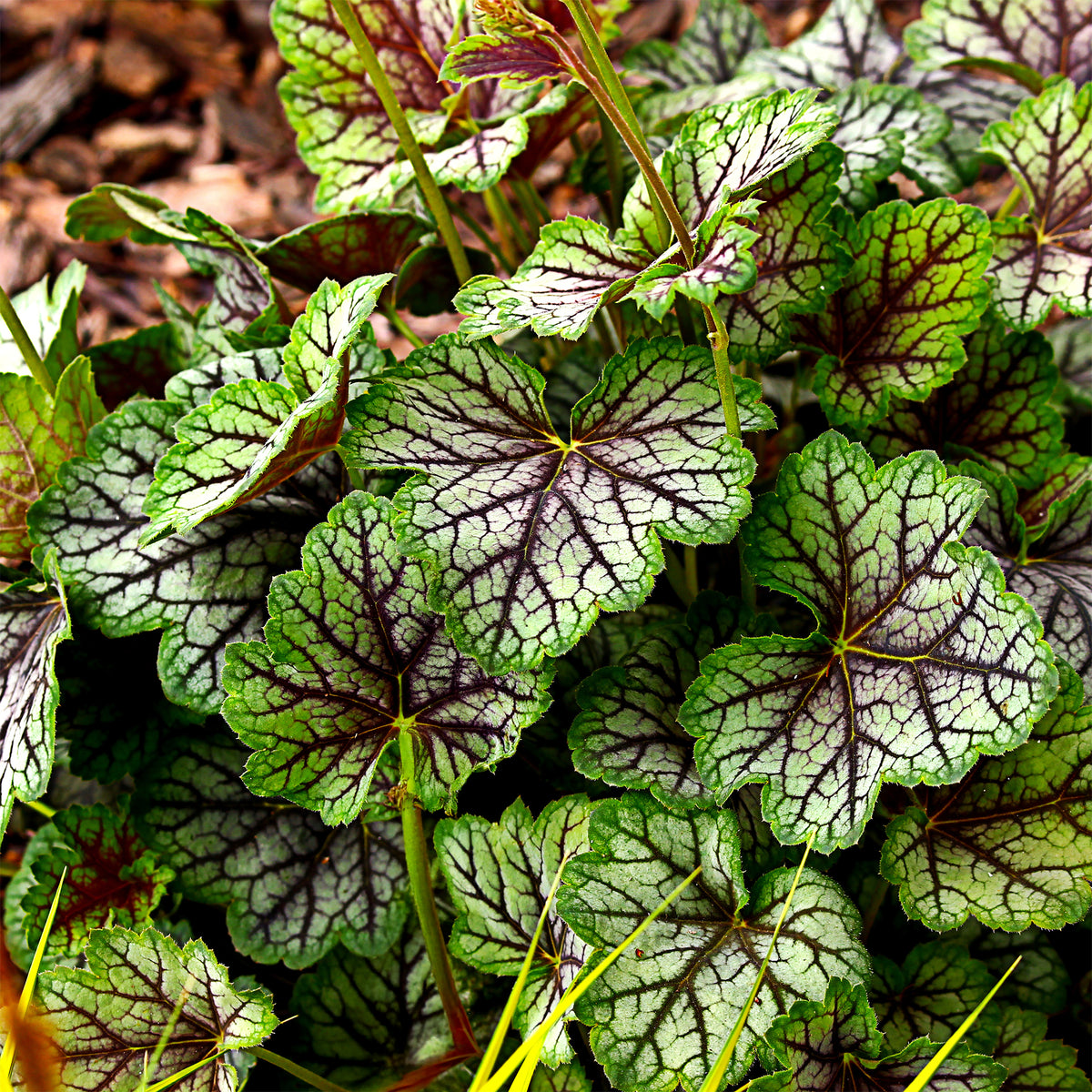 Heuchère Green Spice - Heuchera green spice - Willemse