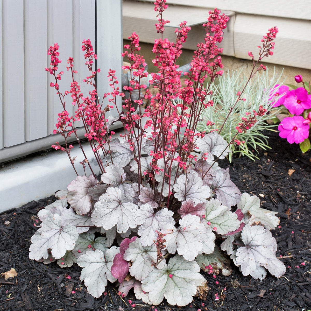 Heuchère Silver Gumdrop - Heuchera silver gumdrop  ( dolce series ) - Willemse