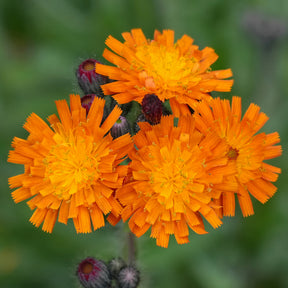 3 Épervières orangées