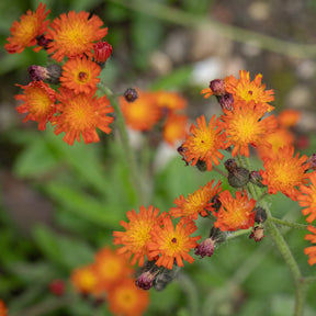 3 Épervières orangées