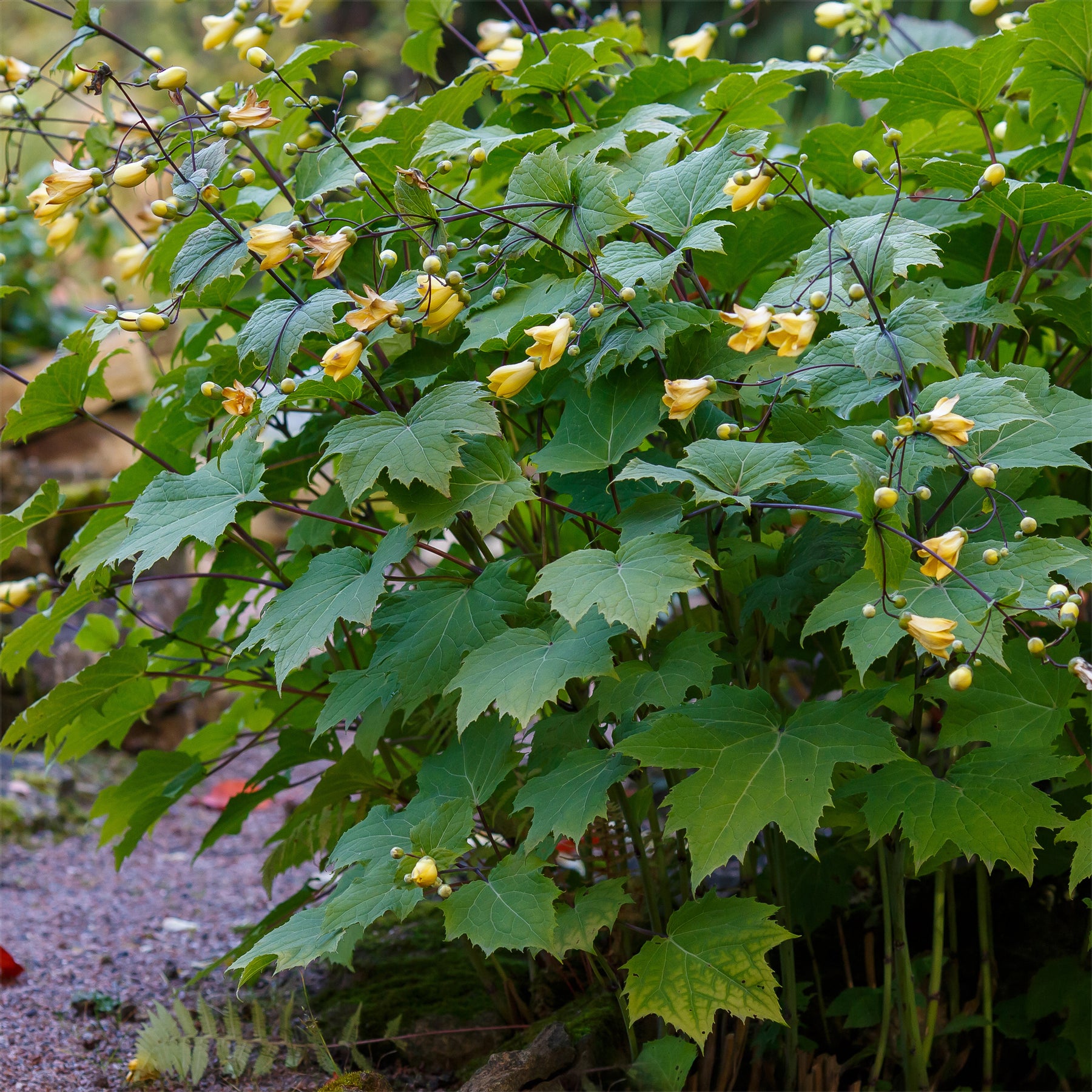 Fleur de cire