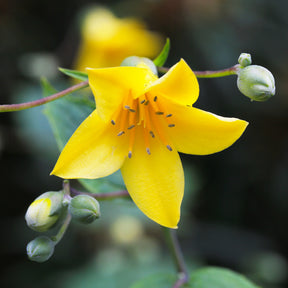 Fleur de cire