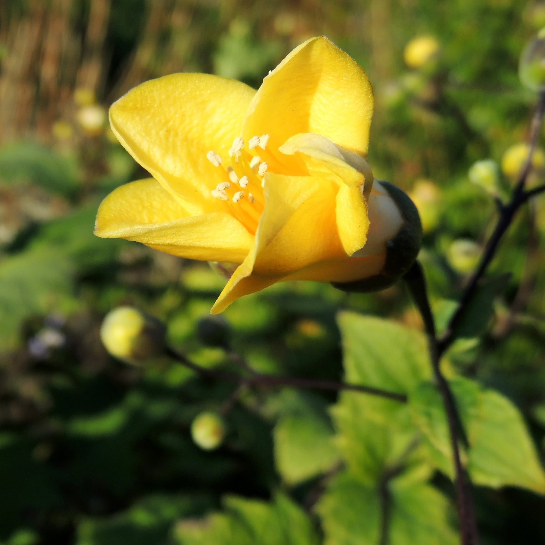 Fleur de cire