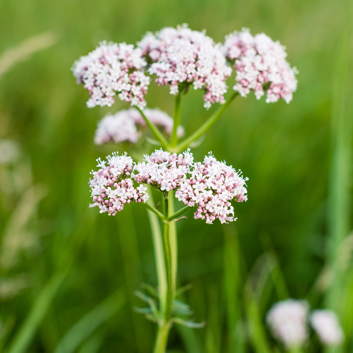 3 Valérianes officinales - Willemse