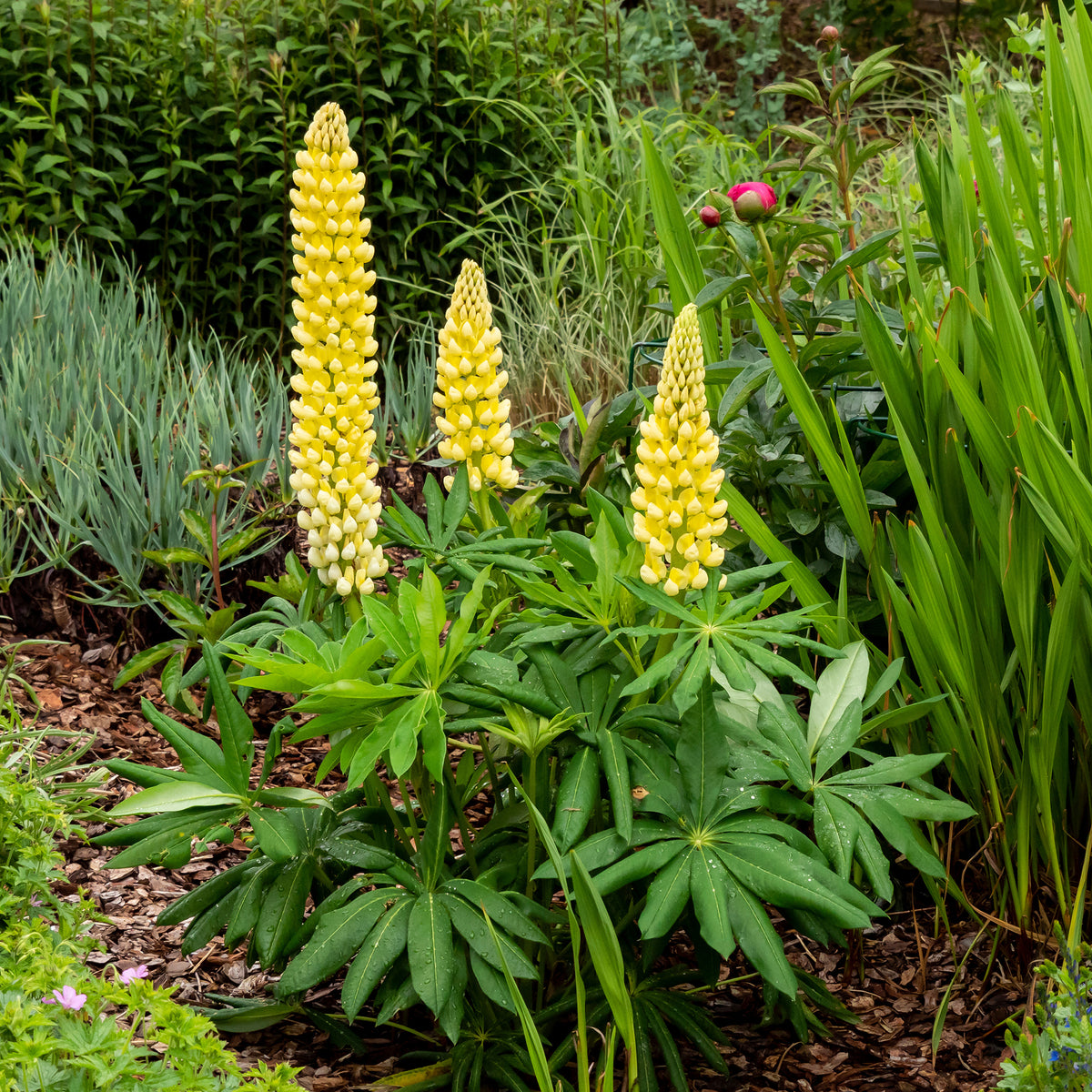 3 Lupins Chandelier