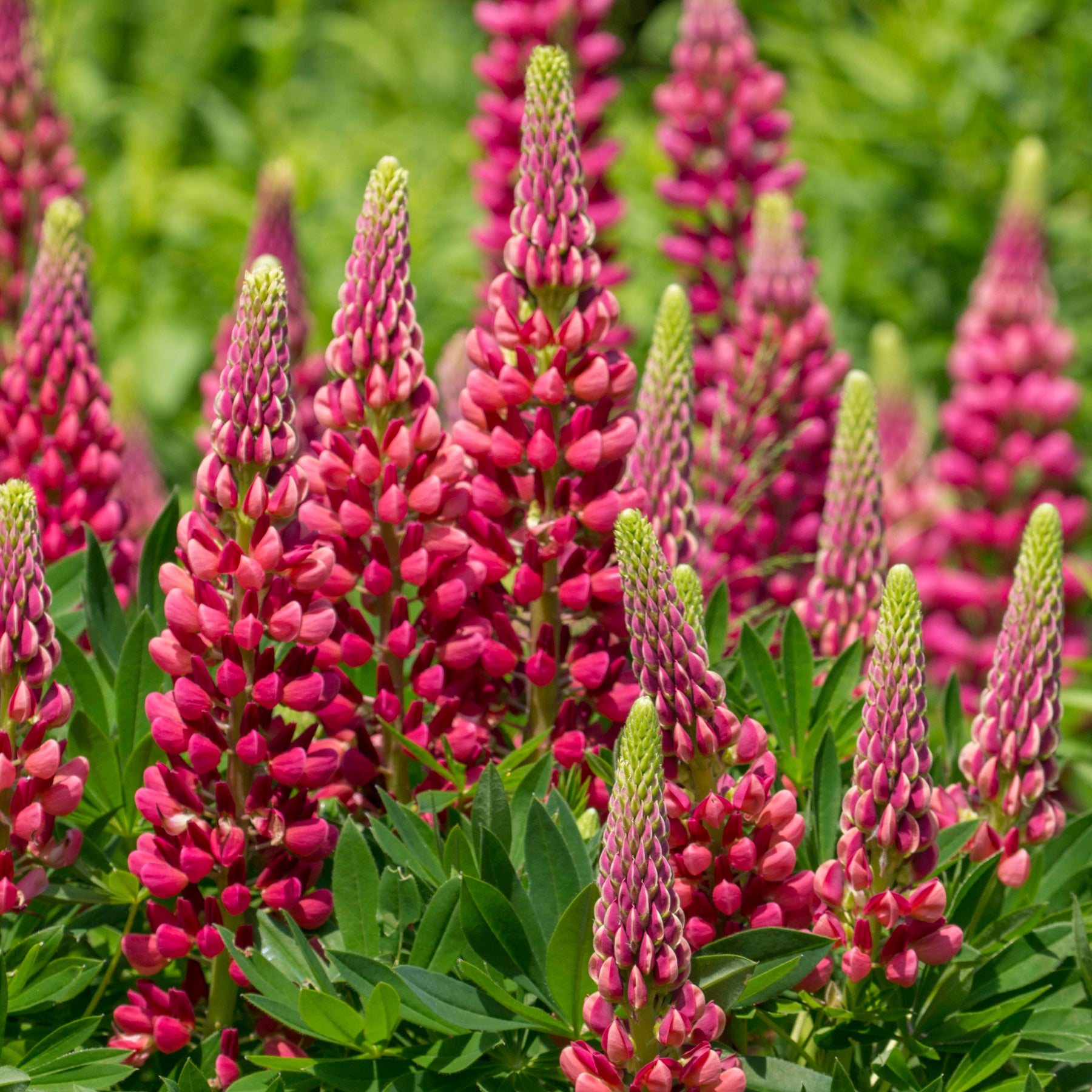 3 Lupins Gallery Red