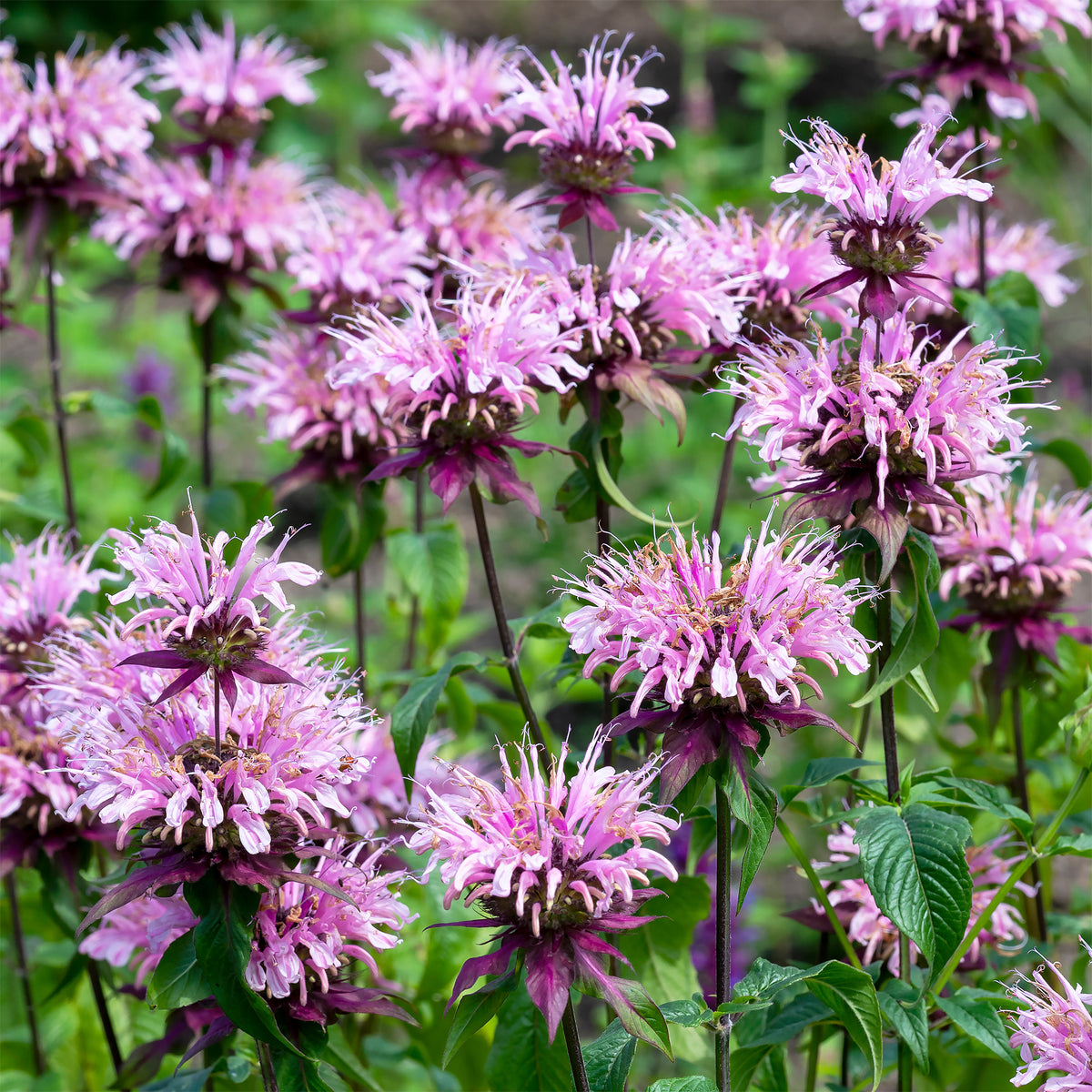 Monarde Beauty of Cobham - Willemse