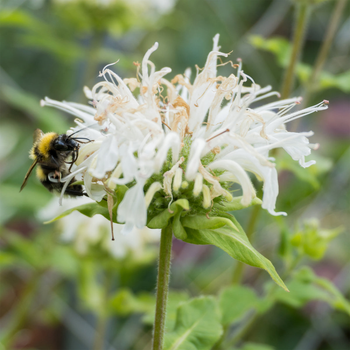 Monarde Schneewittchen - Willemse