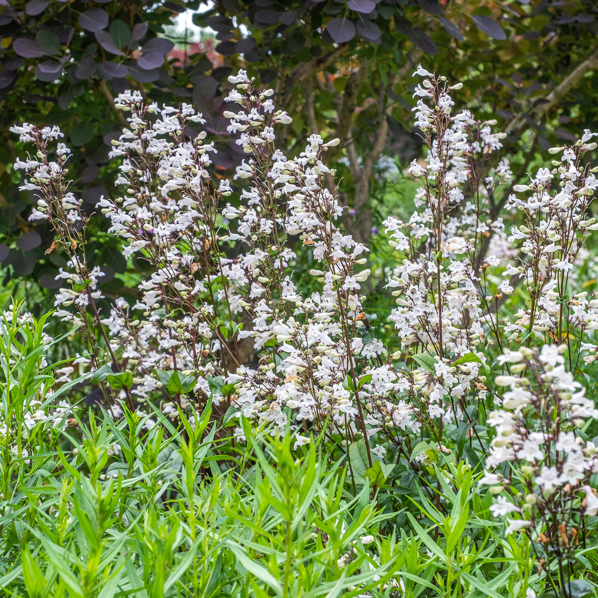 Galane Husker Red - Penstemon - Willemse